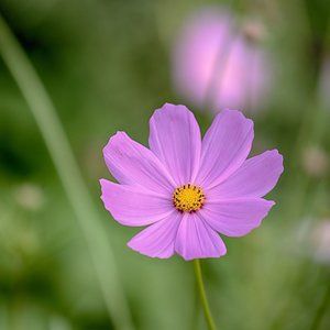 Meet your Posher, Hayley